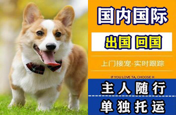 吴忠市宠物托运公司吴忠市宠物托运公司吴忠市宠物托运公司