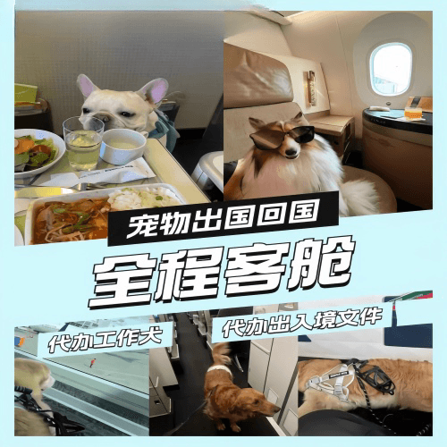 吴忠市宠物托运到白俄罗斯宠物入境规定和要求
